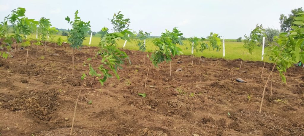 Farm Plot for sale in Narayankhed
