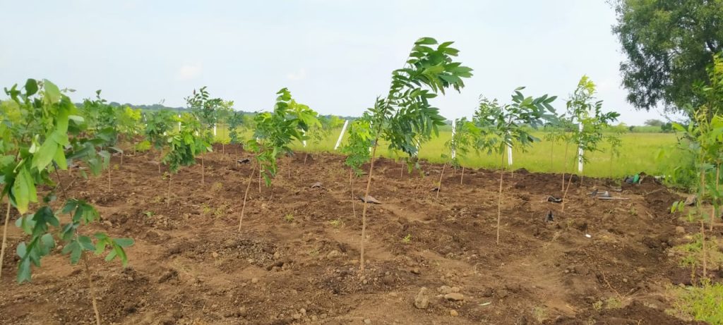 Farm Plot for sale in Narayankhed