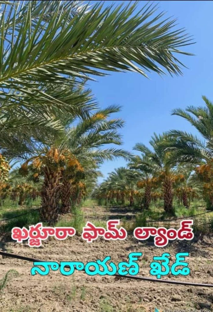 Farm Lands For Sale in Narayankhed